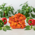 45-50 Sweet Bell Peppers for Stuffing